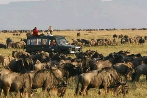 12 Days Gorilla Trek Masai Mara Wildebeest Migration Safari (USD $2598 PER PERSON)