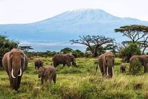4 Days Amboseli, Tsavo West and Tsavo East National Parks (USD $842 PER PERSON)