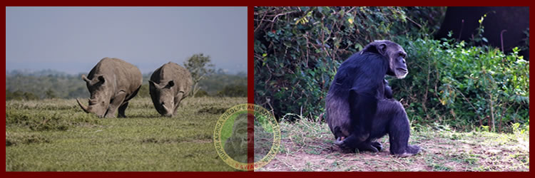 super africa wildlife and adventure safaris in kisii